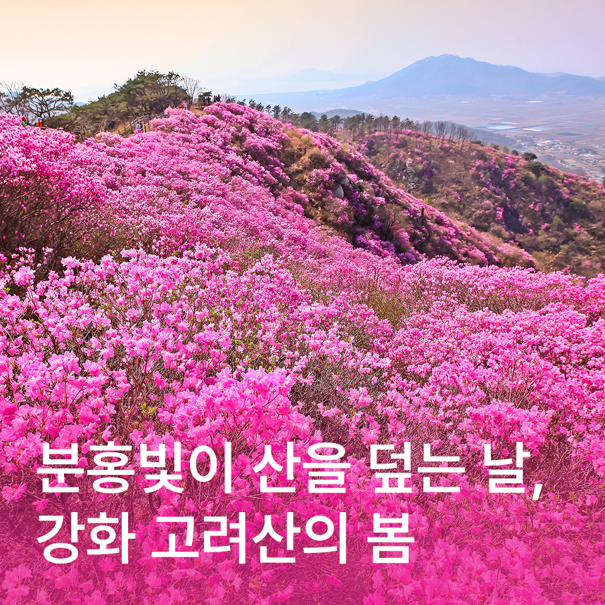 [강화] 강화고려산 진달래/풍물시장/애기봉평화생태공원/자유중식