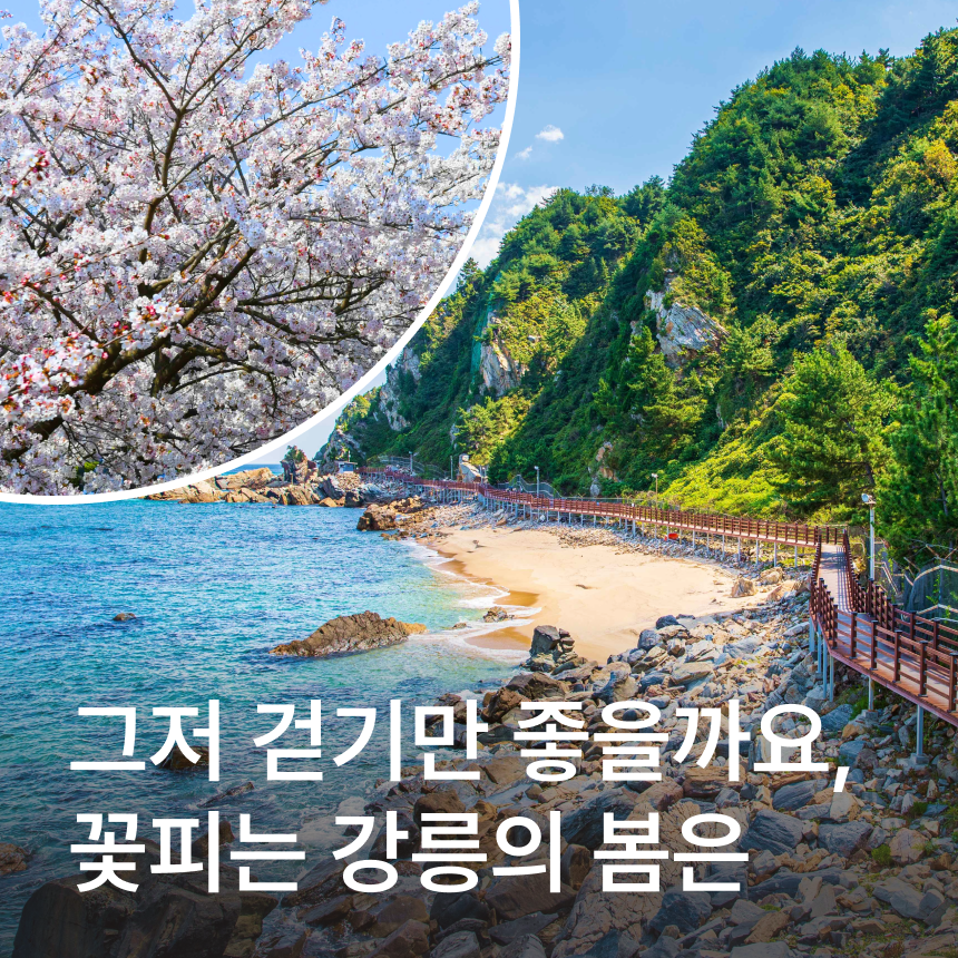 [강릉] 경포호/하슬라아트월드/정동심곡바다부채길/초당두부전골
