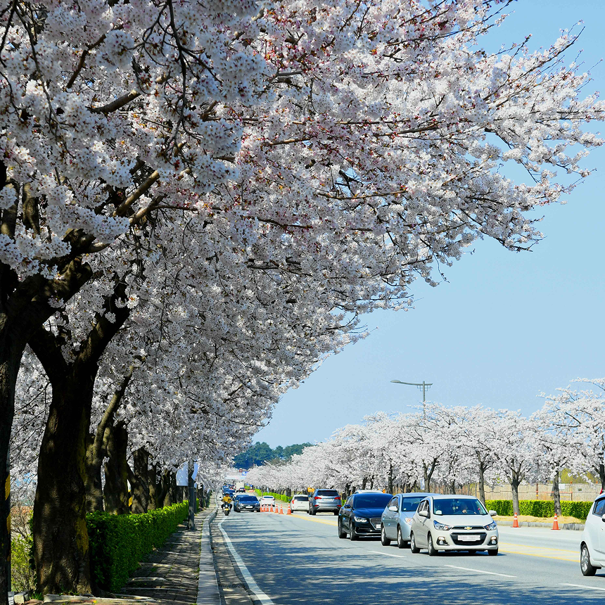 [강릉] 경포호/하슬라아트월드/정동심곡바다부채길/초당두부전골