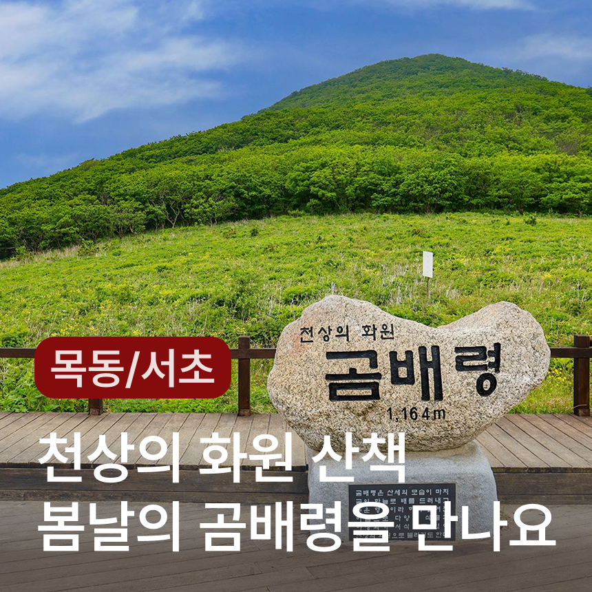 [인제-목동/서초] 곰배령/천상의화원/약초족욕체험/산채나물뷔페