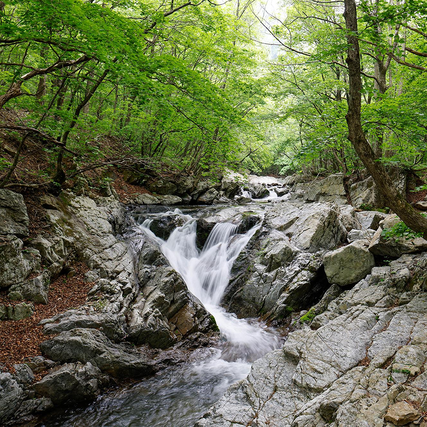[인제] 곰배령/천상의화원/약초족욕체험/산채나물뷔페