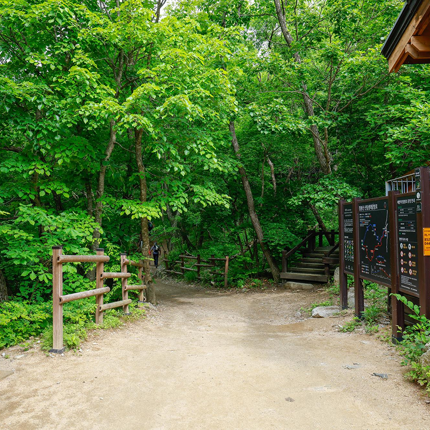 [인제] 곰배령/천상의화원/약초족욕체험/산채나물뷔페