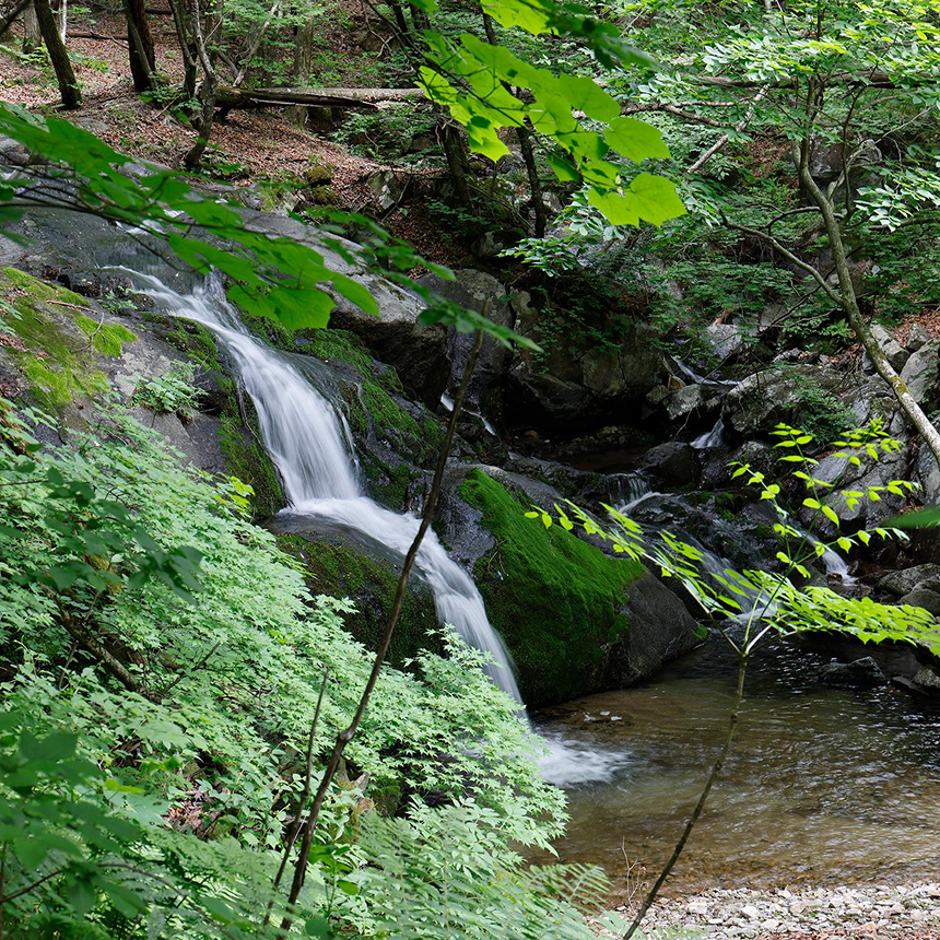 [인제] 곰배령/천상의화원/약초족욕체험/산채나물뷔페