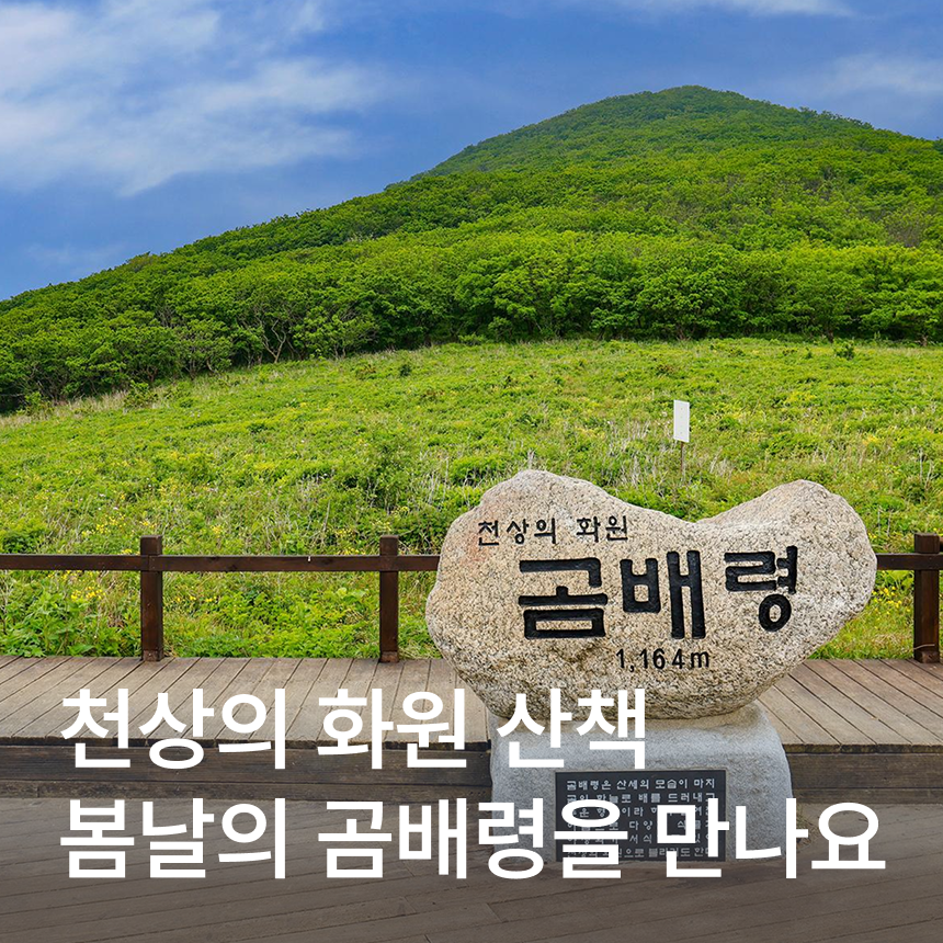 [인제] 곰배령/천상의화원/약초족욕체험/산채나물뷔페