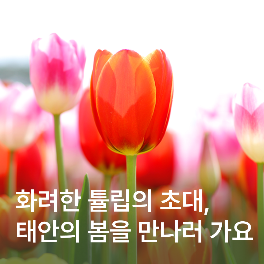 [태안] 태안세계튤립꽃박람회/게국지/안면도자연휴양림/안면암