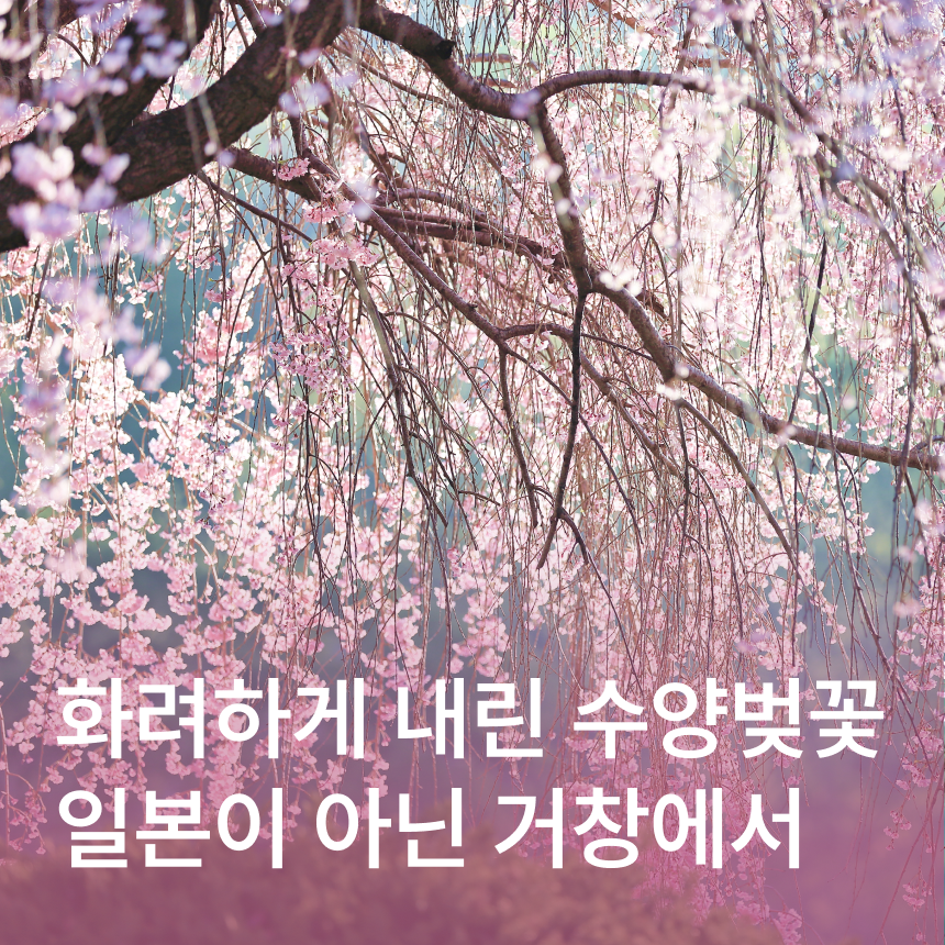 [거창] 덕천서원 벚꽃/수승대/한옥 카페/임불마을 수양벚꽃