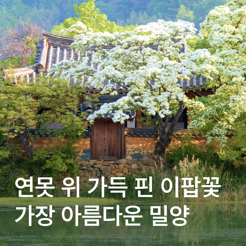 [밀양] 위양지 이팝나무/표충사/도자기카페/더덕구이정식