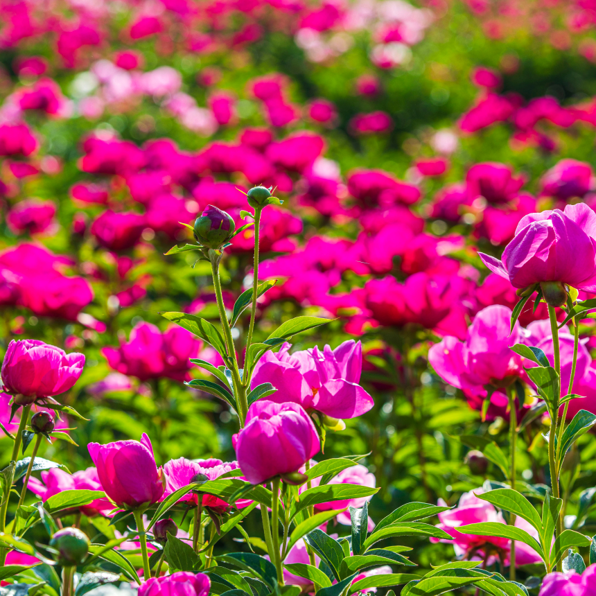 [합천] 작약축제/핫들생태공원/해인사/메기탕