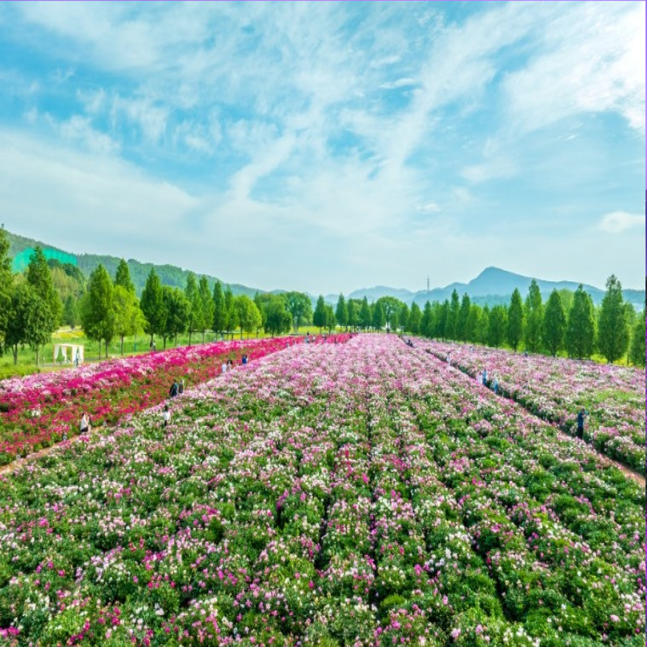 [합천] 작약축제/핫들생태공원/해인사/메기탕