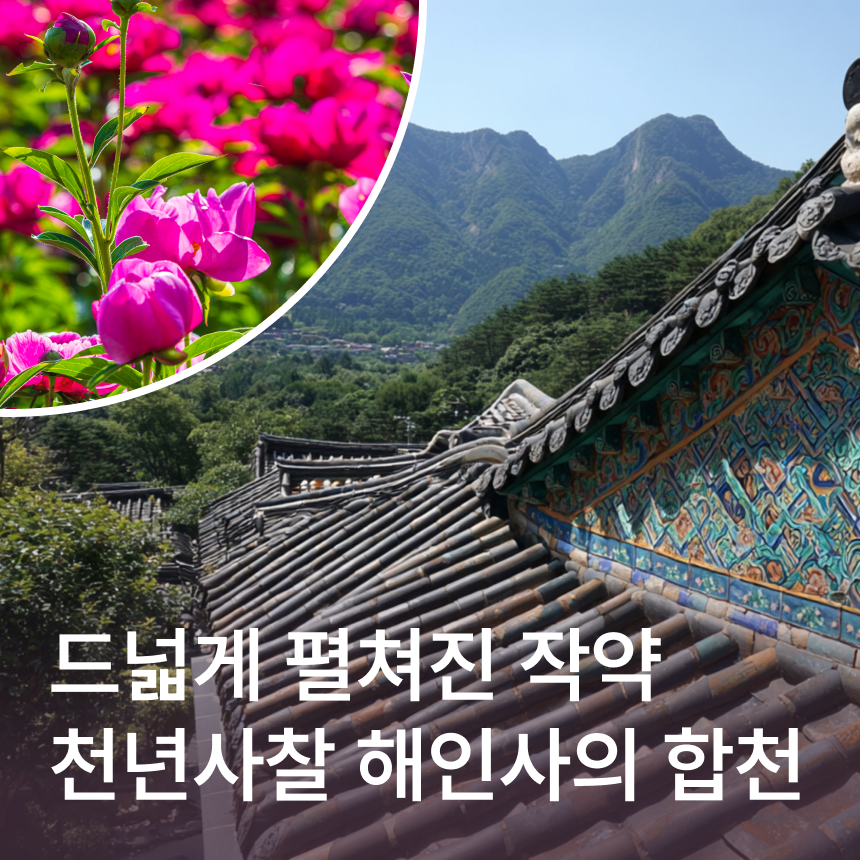 [합천] 작약축제/핫들생태공원/해인사/메기탕