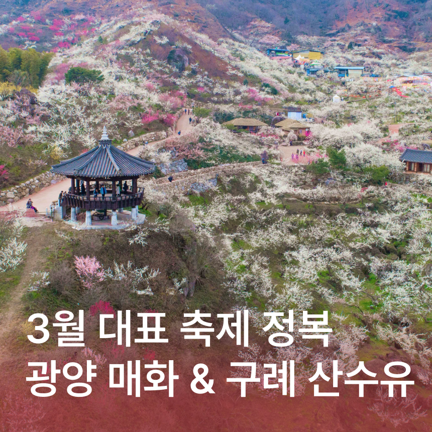 [광양&구례] 광양매화축제/사성암 or 구례산수유축제