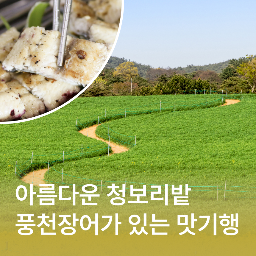 [고창] 학원농장 청보리밭 유채꽃밭/풍천장어/선운사