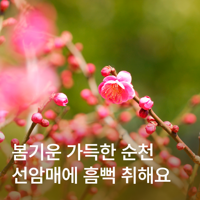[순천] 선암사 선암매/복음매화정원/순천오리전골