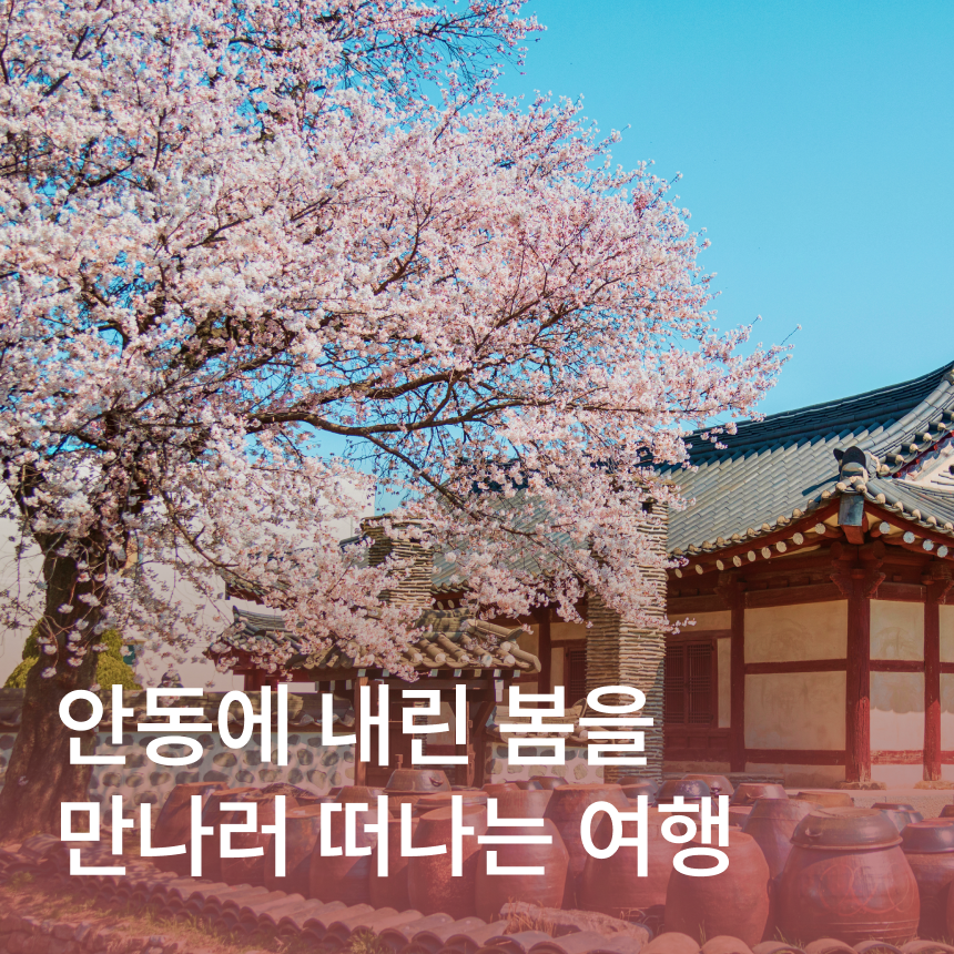 [안동] 하회마을 벚꽃/만휴정/묵계서원/안동찜닭&간고등어